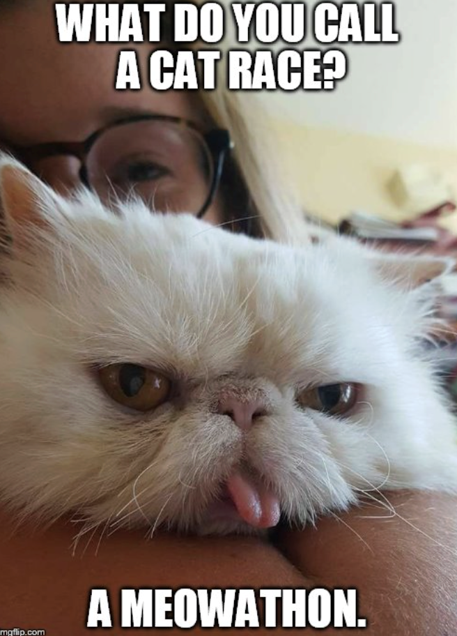 WHAT DO YOU CALL A CAT RACE? A MEOWATHON. mgflip.com