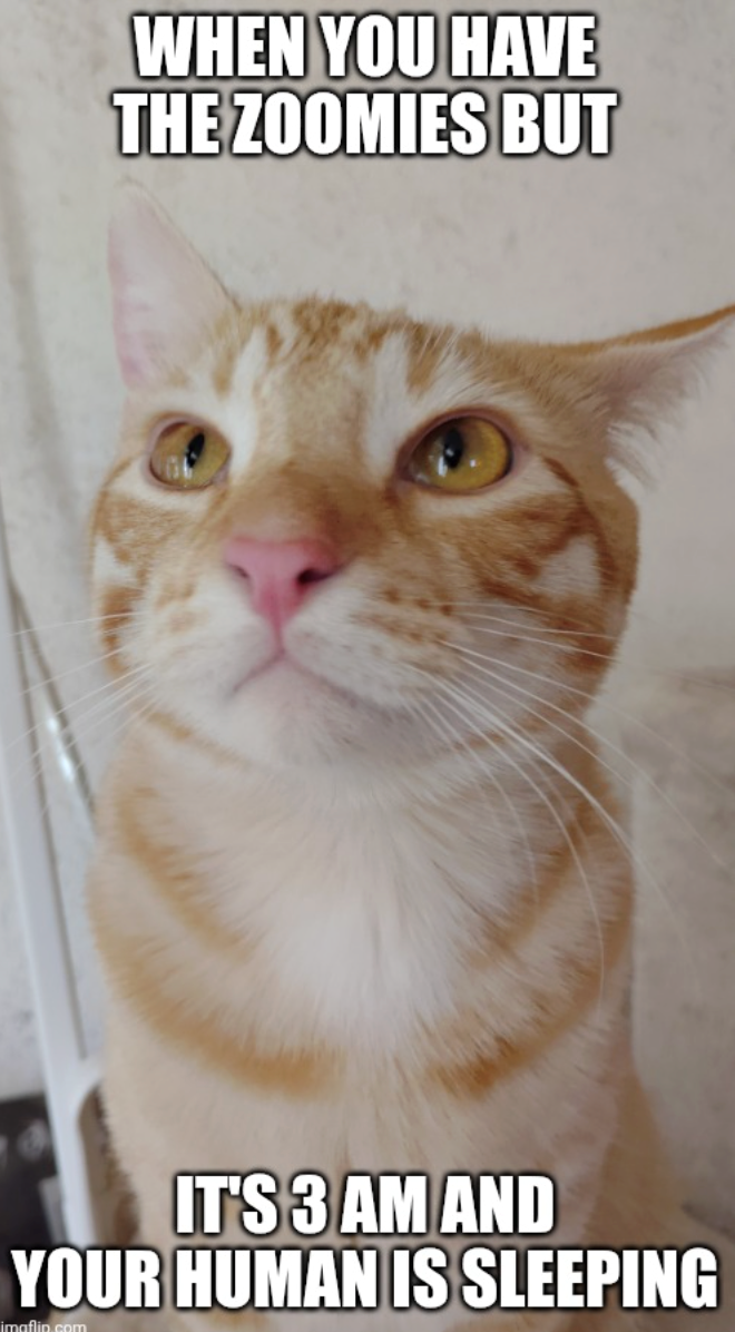 WHEN YOU HAVE THE ZOOMIES BUT IT'S 3 AM AND YOUR HUMAN IS SLEEPING imaflin.com