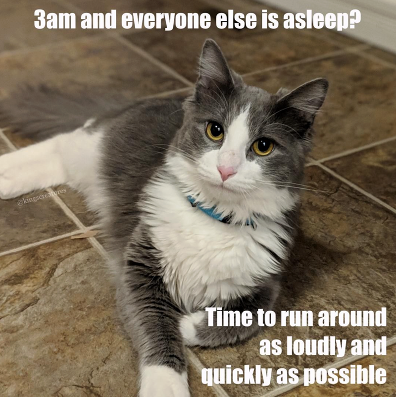 3am and everyone else is asleep? @kingscreatures Time to run around as loudly and quickly as possible