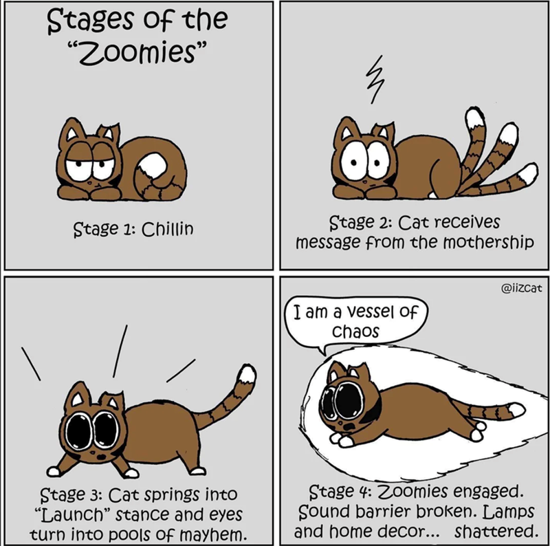 Stages of the "Zoomies" Stage 1: Chillin Stage 2: Cat receives message from the mothership I am a vessel of chaos @iizcat Stage 3: Cat springs into "Launch" stance and eyes turn into pools of mayhem. Stage 4: Zoomies engaged. Sound barrier broken. Lamps and home decor... shattered.