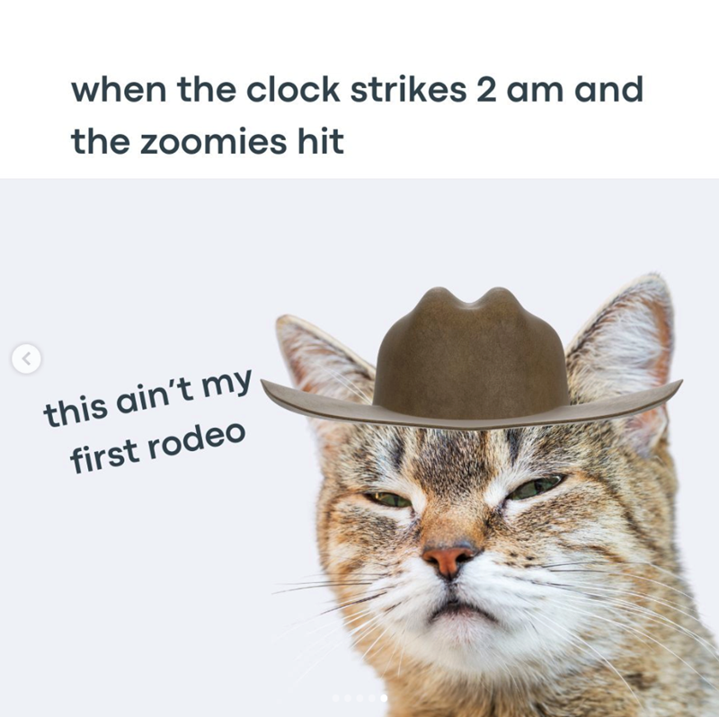 when the clock strikes 2 am and the zoomies hit < this ain't my first rodeo
