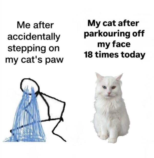 Me after accidentally stepping on my cat's paw My cat after parkouring off my face 18 times today