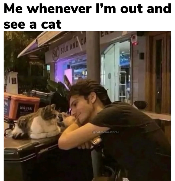 Me whenever I'm out and see a cat SILK AND En NA MI @catmemesforall