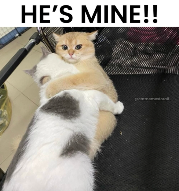 HE'S MINE!! @catmemesforall