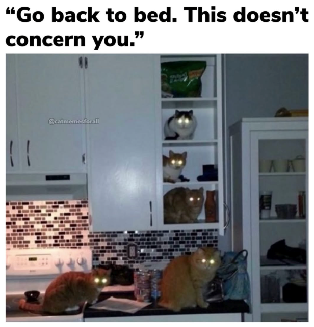 "Go back to bed. This doesn't concern you." @catmemesforall