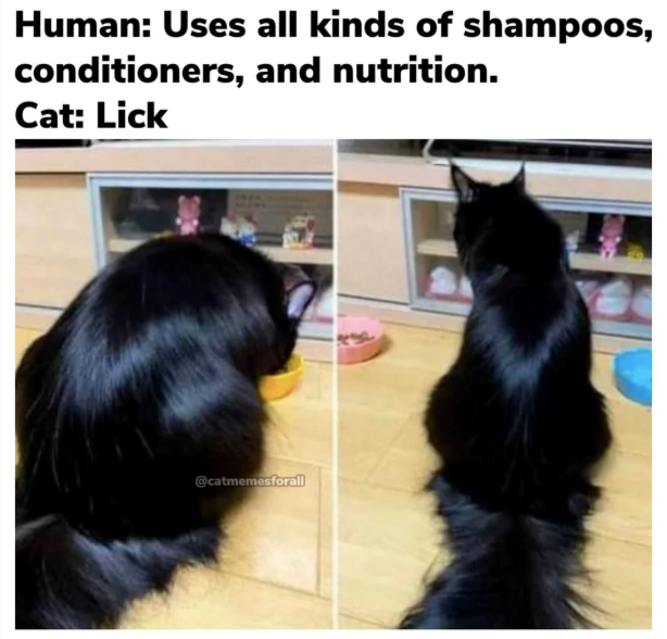 Human: Uses all kinds of shampoos, conditioners, and nutrition. Cat: Lick @catmemesforall