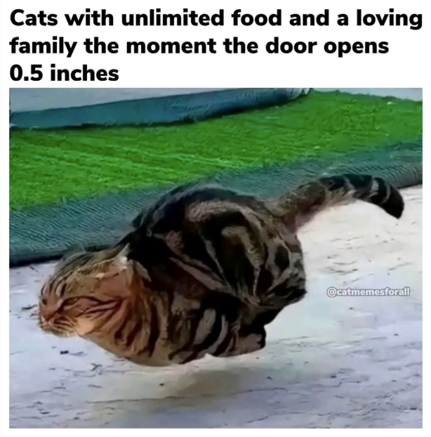 Cats with unlimited food and a loving family the moment the door opens 0.5 inches @catmemesforall