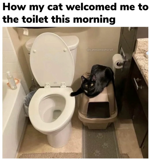 How my cat welcomed me to the toilet this morning @catmemesforall