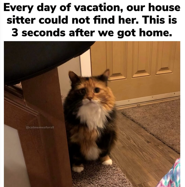 Every day of vacation, our house sitter could not find her. This is 3 seconds after we got home. @catmemesforall