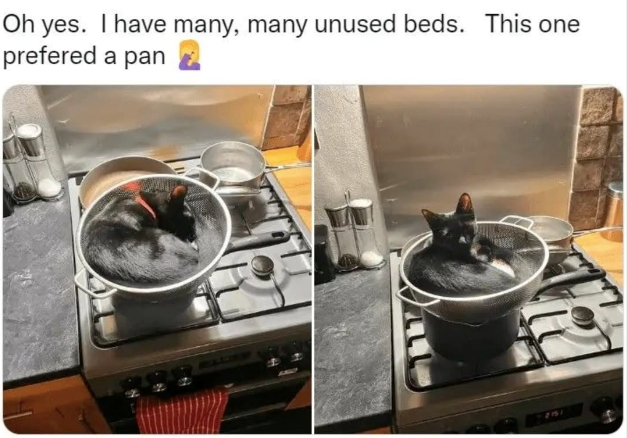 Oh yes. I have many, many unused beds. This one prefered a pan 2151