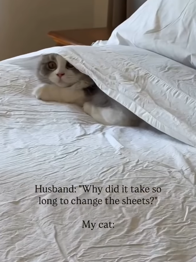 Husband: "Why did it take so long to change the sheets?" My cat: