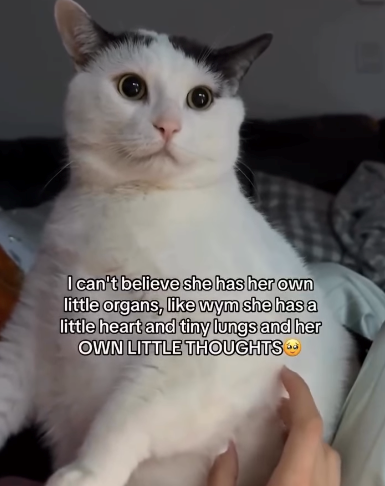 I can't believe she has her own little organs, like wym she has a little heart and tiny lungs and her OWN LITTLE THOUGHTS