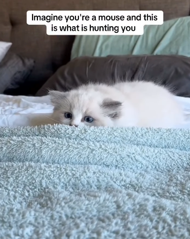 Imagine you're a mouse and this is what is hunting you