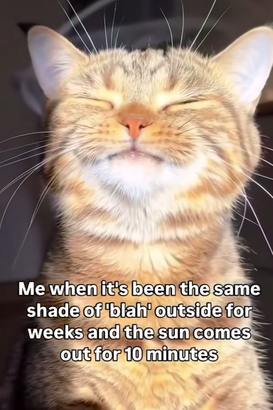 Me when it's been the same shade of 'blah' outside for weeks and the sun comes out for 10 minutes