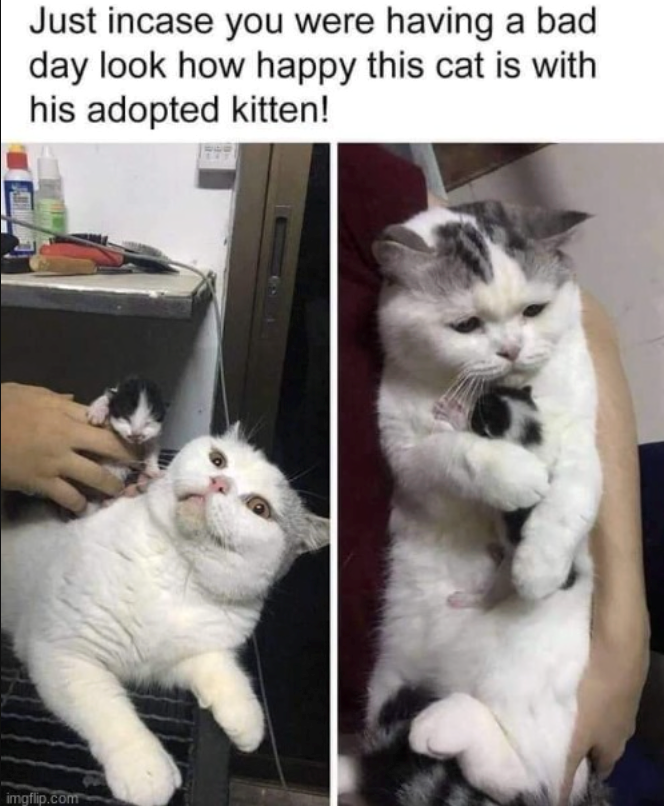 Just incase you were having a bad day look how happy this cat is with his adopted kitten! imgflip.com