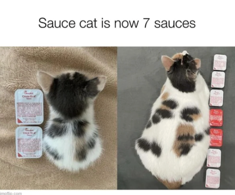 imgflip.com Prope Chick--A Chick-fil-A Sauce cat is now 7 sauces