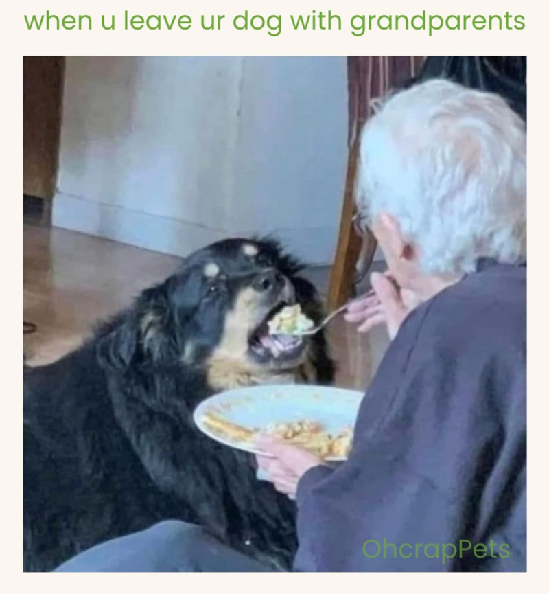 when u leave ur dog with grandparents OhcrapPets