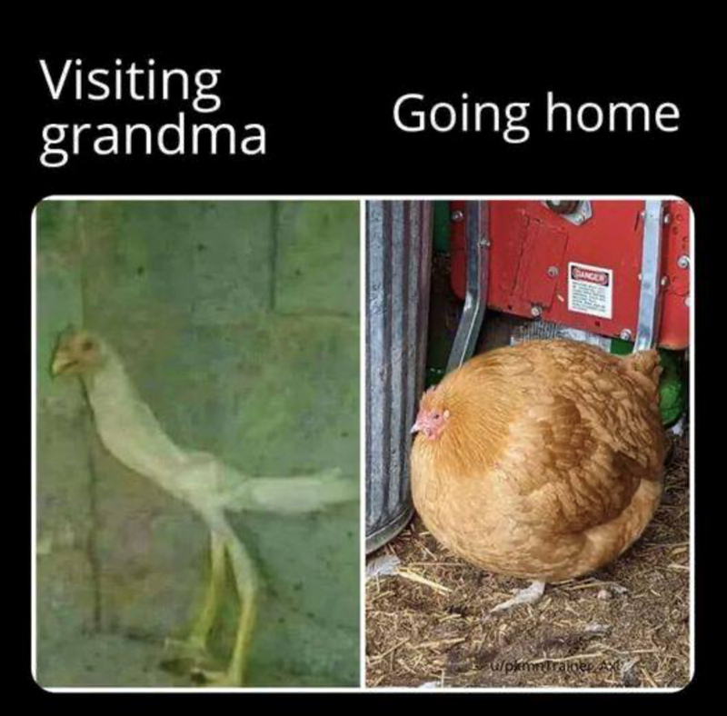 Visiting grandma Going home SANGER /pkmnTrainer Axt