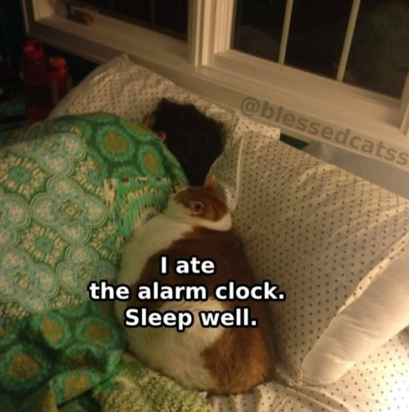 @blessedcatss I ate the alarm clock. Sleep well.