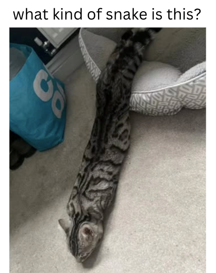 what kind of snake is this?