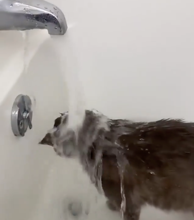 Cheezburger Image 10626507520