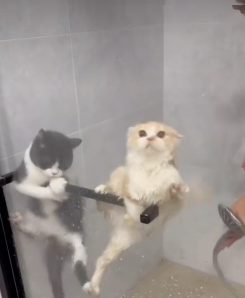 Cheezburger Image 10626507776