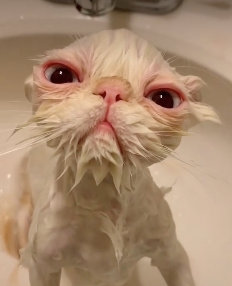 Cheezburger Image 10626508288