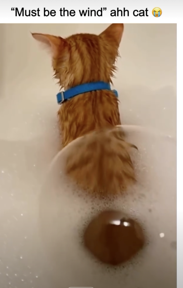 "Must be the wind" ahh cat