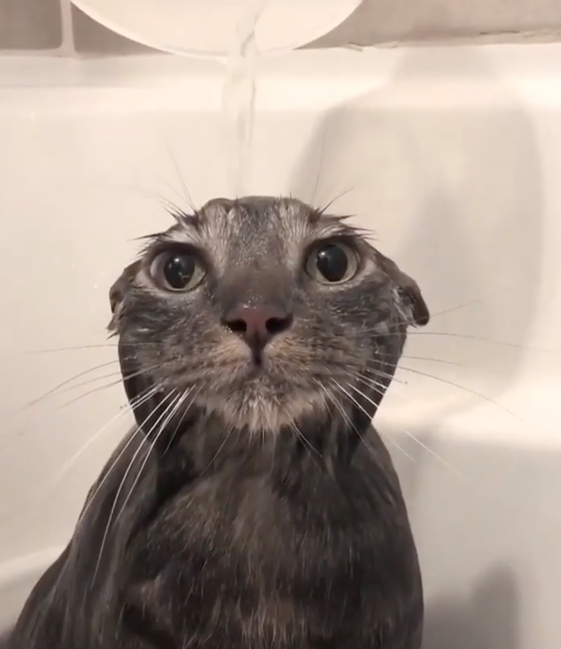 Cheezburger Image 10626509056