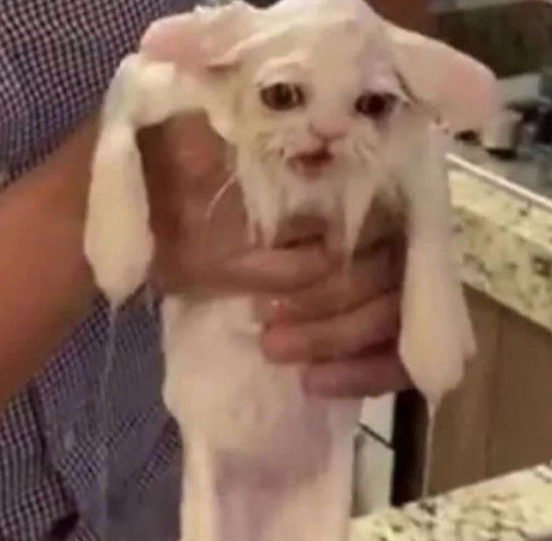 Cheezburger Image 10626509312