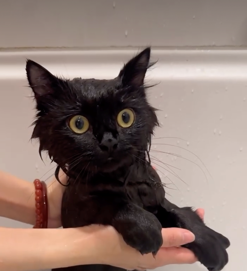 Cheezburger Image 10626509568