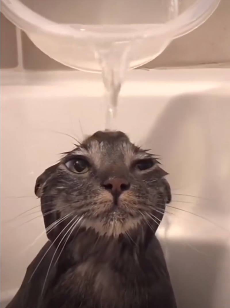 Cheezburger Image 10626510080