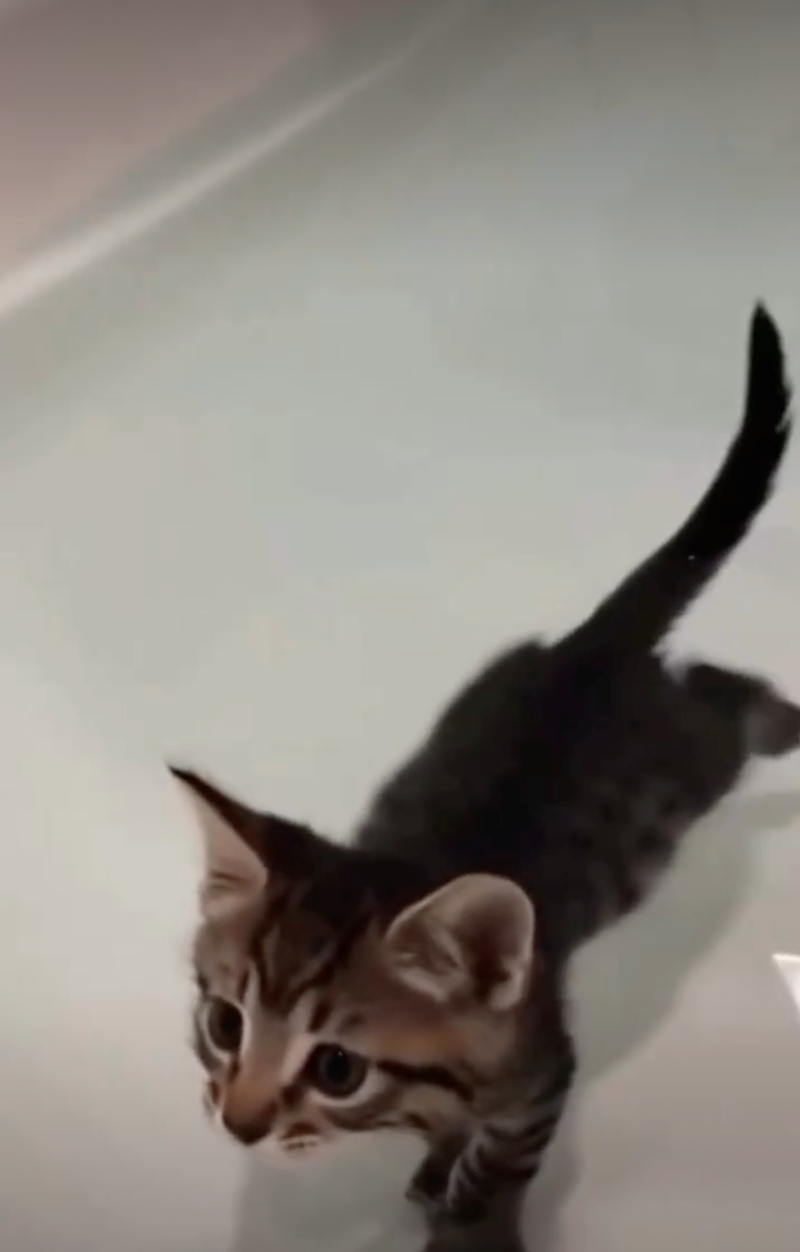 Cheezburger Image 10626510592