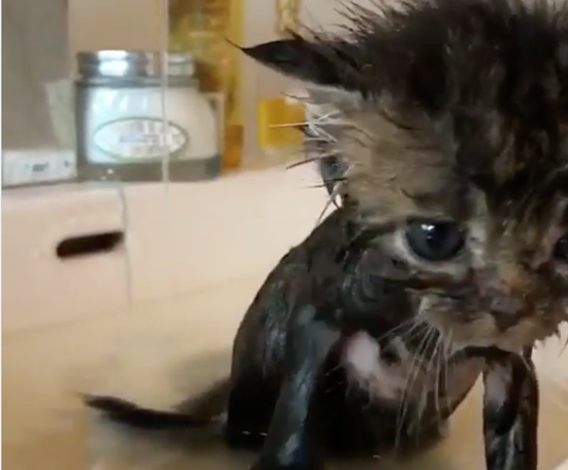 Cheezburger Image 10626510848