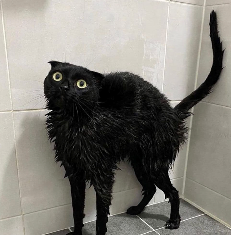 Cheezburger Image 10626511360