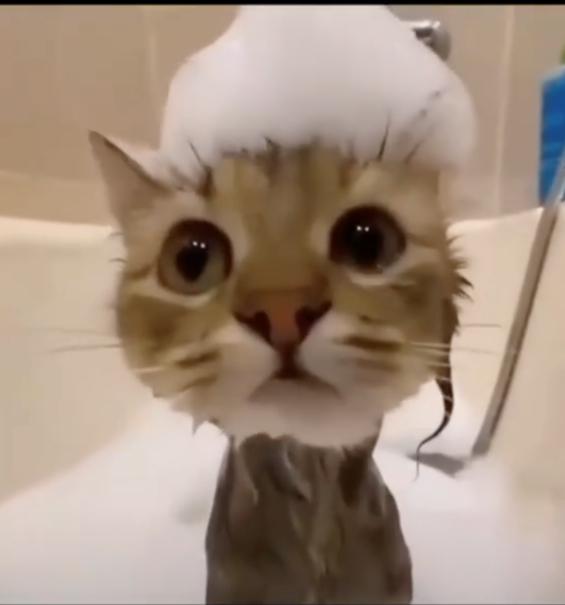 Cheezburger Image 10626511616