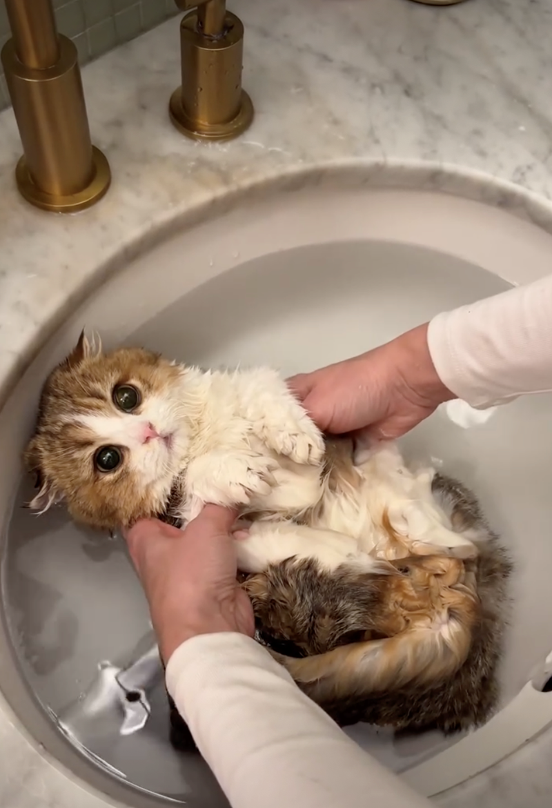 Cheezburger Image 10626511872