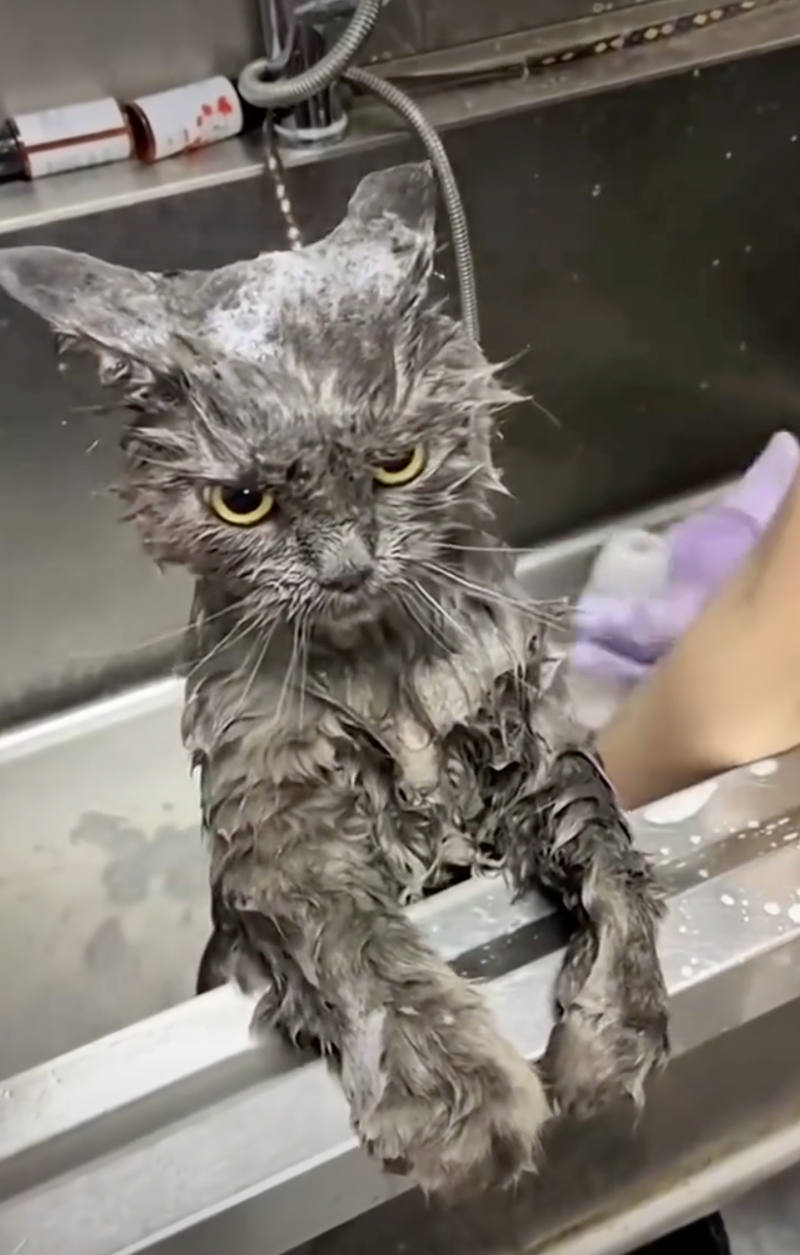 Cheezburger Image 10626512128