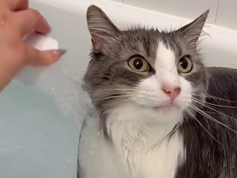 Cheezburger Image 10626512640