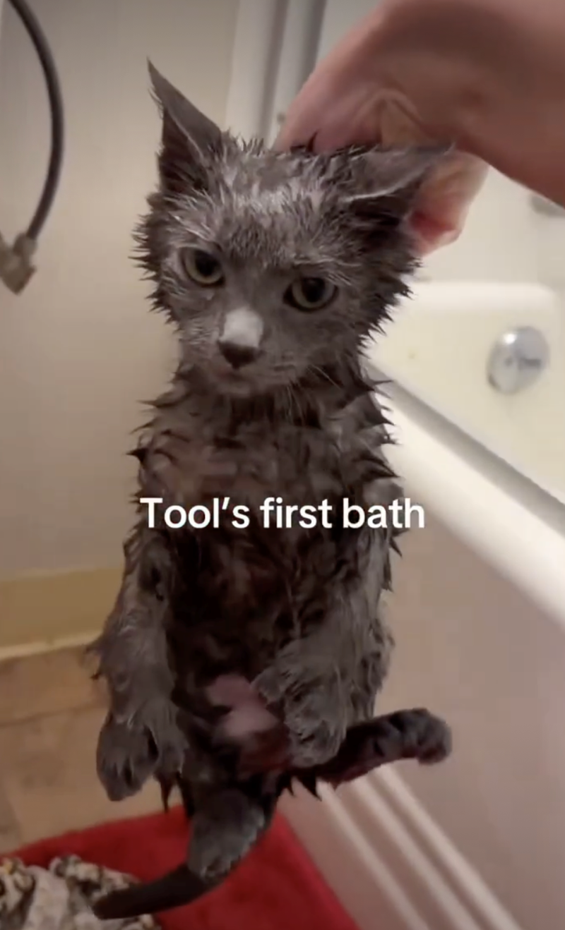 Tool's first bath