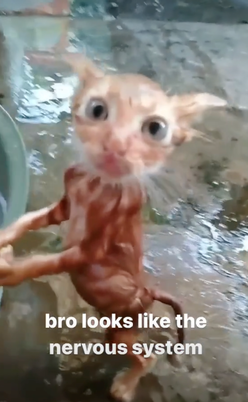 bro looks like the nervous system