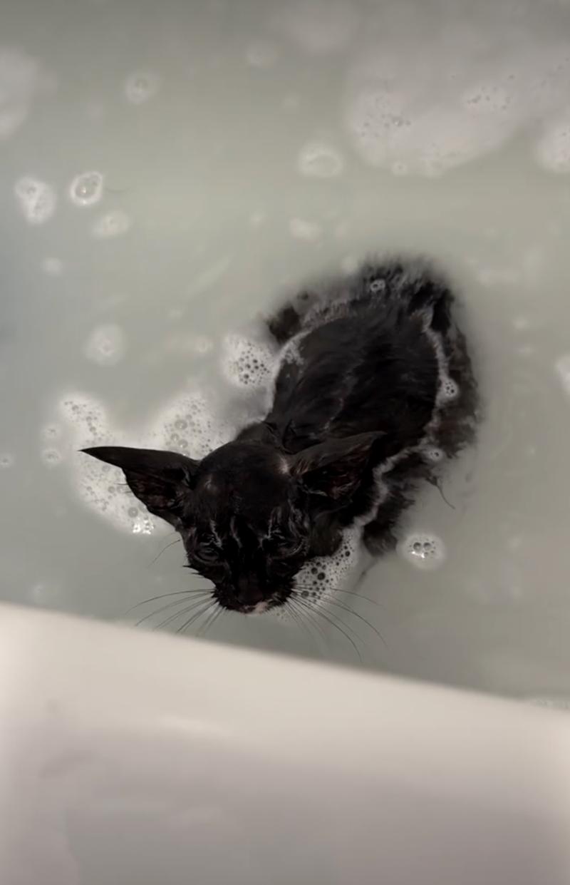 Cheezburger Image 10626513408