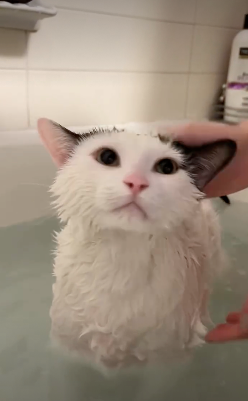 Cheezburger Image 10626513664