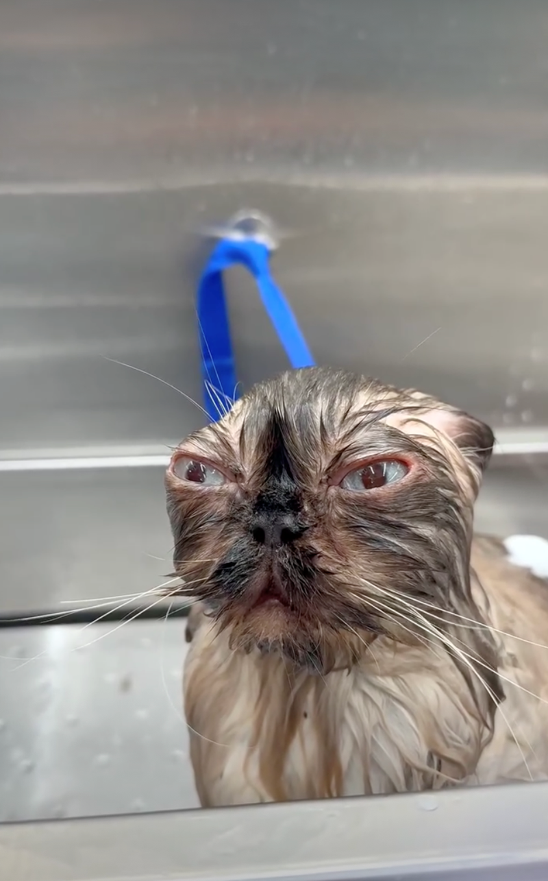 Cheezburger Image 10626513920