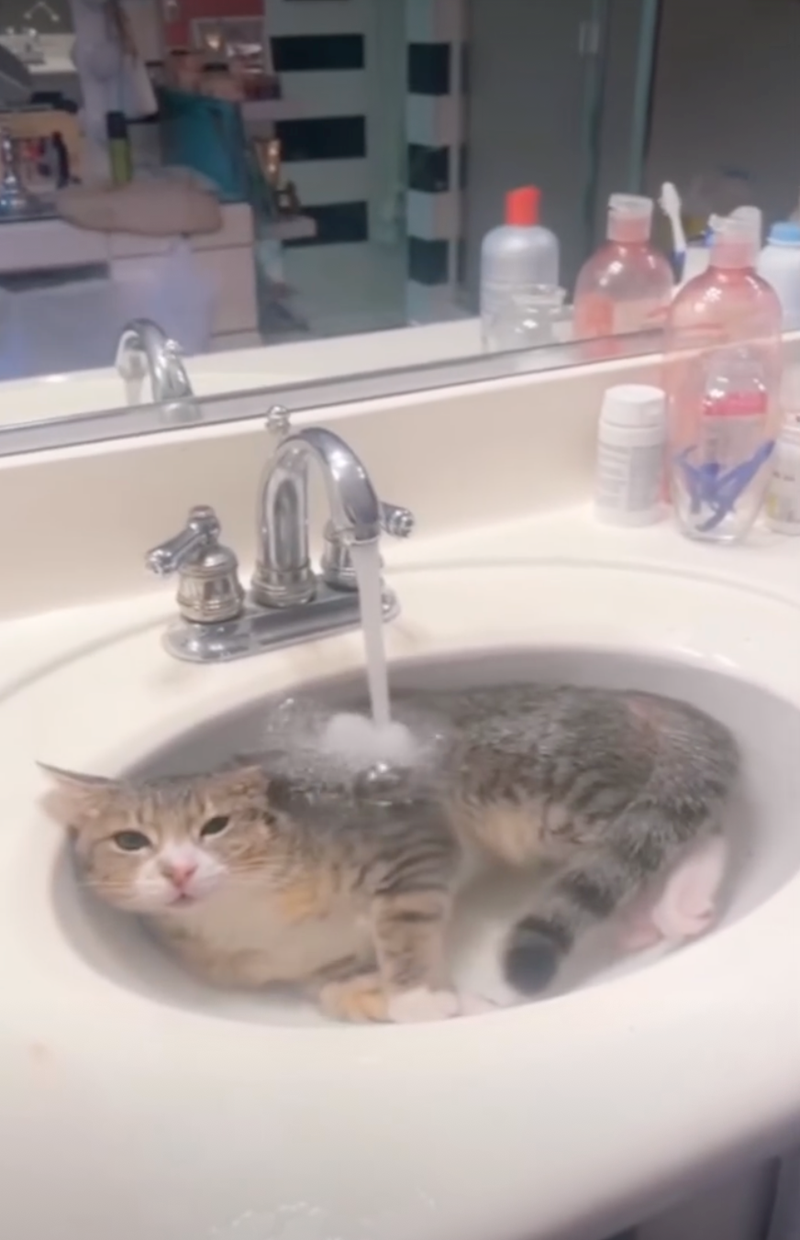 Cheezburger Image 10626514176