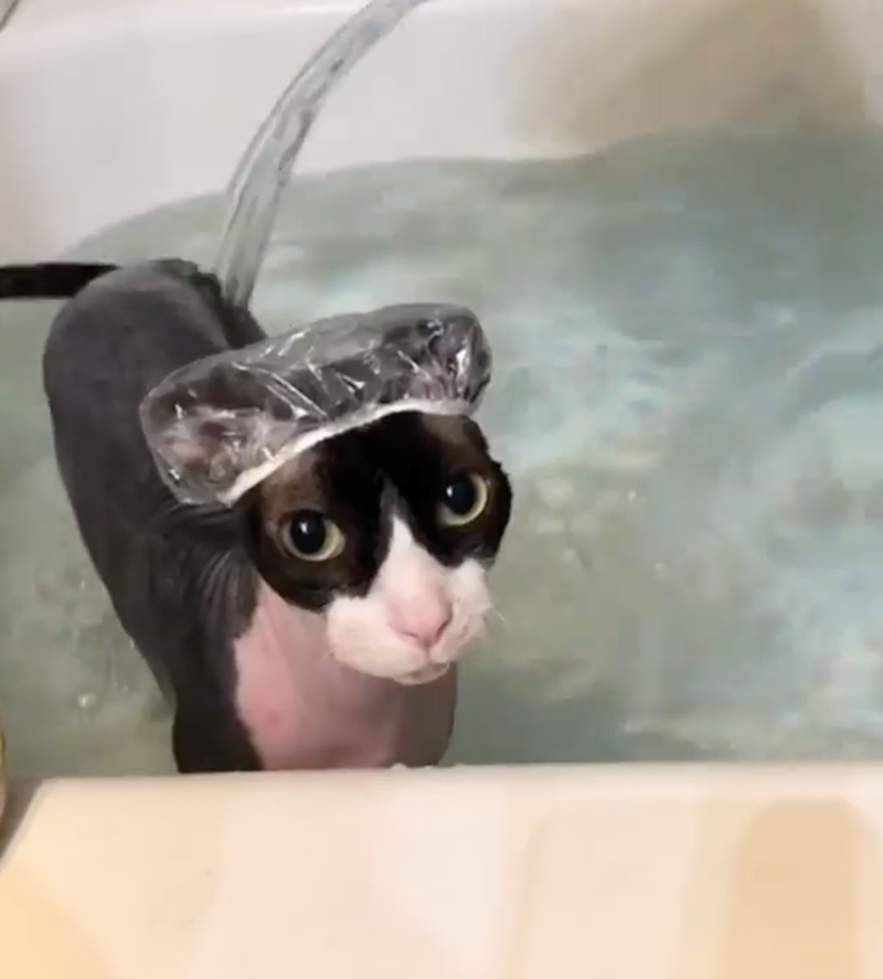 Cheezburger Image 10626514688