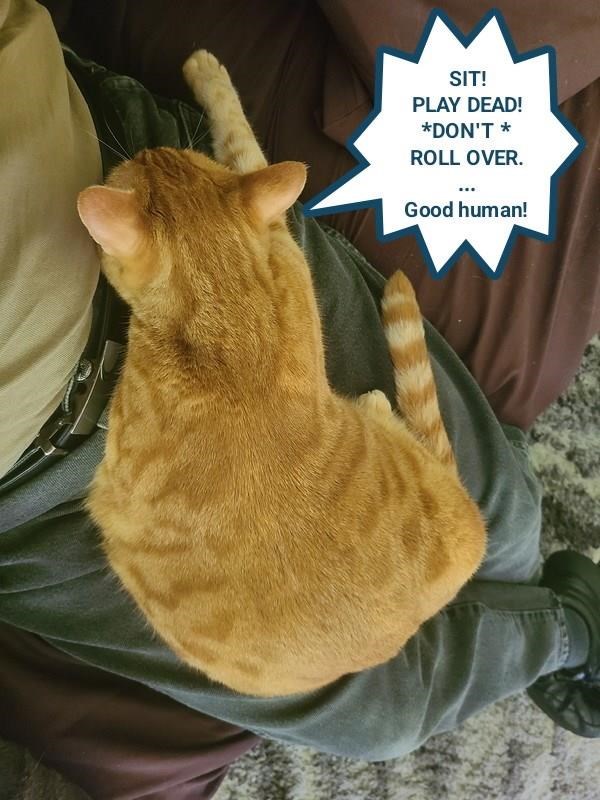 Cheezburger Image 10626517760