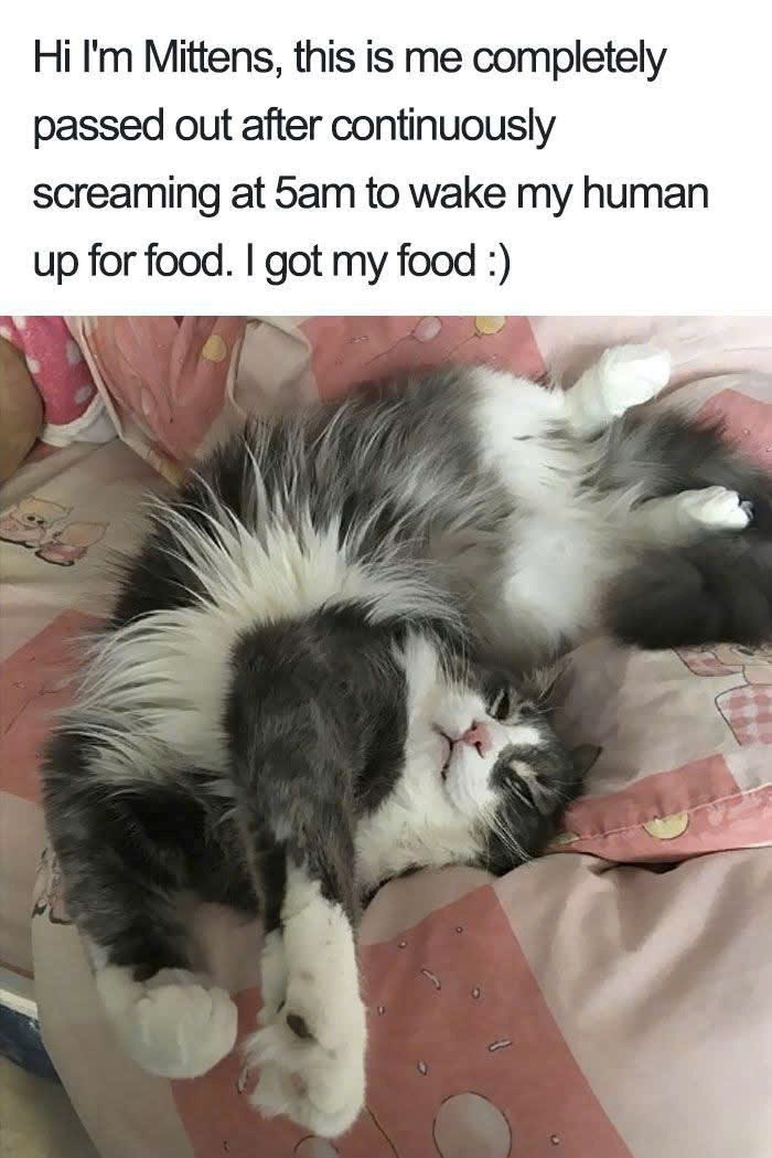 Hi I'm Mittens, this is me completely passed out after continuously screaming at 5am to wake my human up for food. I got my food :)