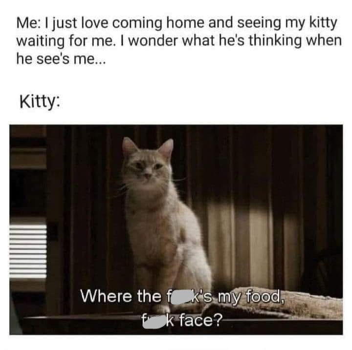 Me: I just love coming home and seeing my kitty waiting for me. I wonder what he's thinking when he see's me... Kitty: Where the fk's my food, fk face?