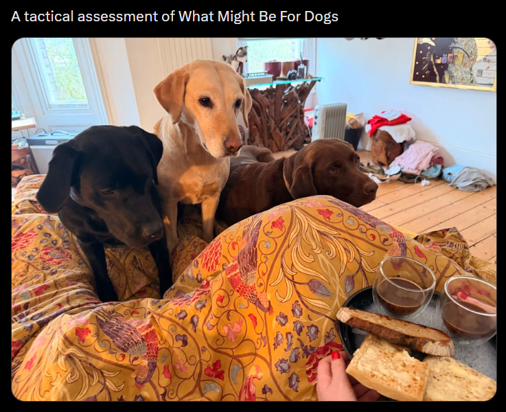 A tactical assessment of What Might Be For Dogs